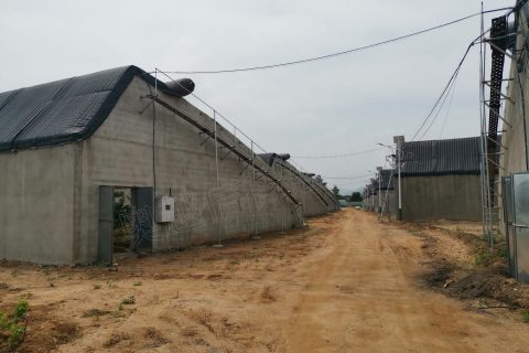 遼寧省大連市金州區(qū)登沙河櫻桃種植示范基地